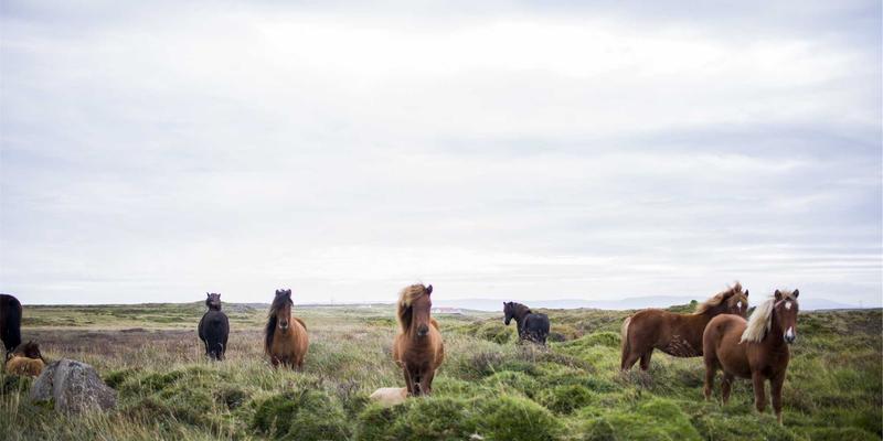 杭州中力入门指南:如何选择适合您的堆高车与物流设备