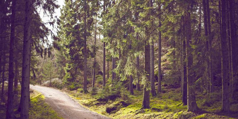 杭州中力锂电叉车在冷链仓储环境下的性能稳定性与适应性深度解析